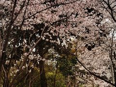 -青枫公园