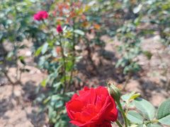 -海心沙亚运公园