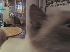 -楼上猫咖(罗湖店)