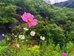 -白草畔自然风景区