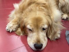 -和它·交个朋友·狗咖猫咖(爱琴海店)