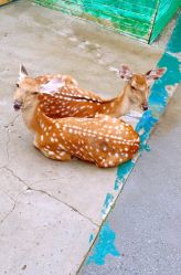 -萌宠亲子动物乐园(槐房万达店)