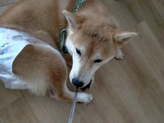 -柴犬小屋·柴餐厅·狗咖食堂(金鼎广场店)