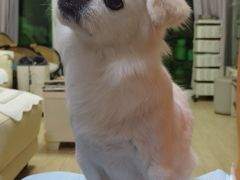 -瑞鹏宠物医院·骨科·猫科·内科(第一中心)