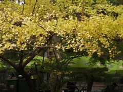 -上海共青森林公园