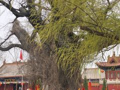 -大槐树寻根祭祖园