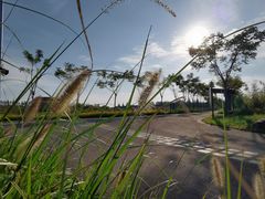 -上海长兴岛郊野公园