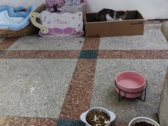 -柏萃动物医院·骨科·牙科