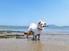 -日照海滨国家森林公园