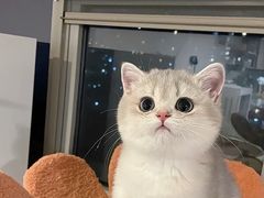 -猫十亿·布偶金渐层·曼基康矮脚猫舍(青年路店)