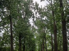 -滕州微山湖红荷湿地景区