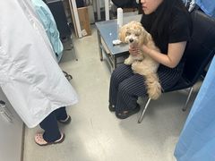 -中国农业大学动物医院