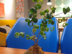 -argangKaffe(宝庆路店)