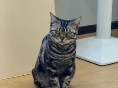 -有喵·猫咖·狗咖·40+猫狗有小奶狗(岗厦店)