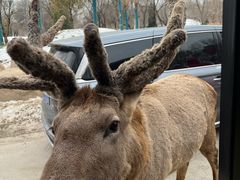 -北京野生动物园