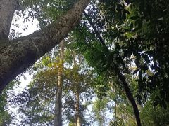 -西双版纳原始森林公园