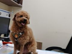 -萌兽医馆·犬猫专科·眼科中心·宠物医院(朝阳门分院)