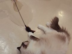 -藏猫猫咖啡主题馆(中央大道店)