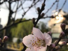 -新长岭大酒店酒楼