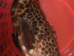 石头班-浪琴湾尾角仔海鲜坊