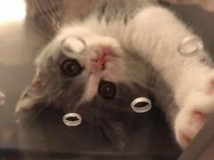 -猫大福·Fortune Cat猫舍(百子湾店)
