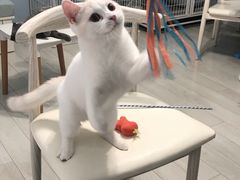 -喵的天空名猫咖啡馆·撸猫·猫舍·用品