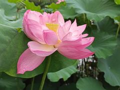 -陈家山荷花公园