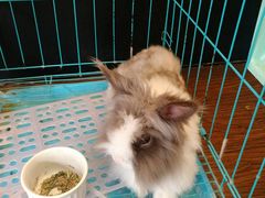 -志龙皇冠吃货椰子铺