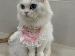 -共舞时光猫咖·狗咖(新街口店)