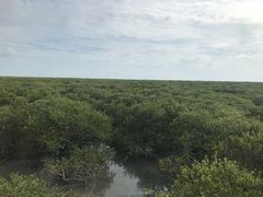 -北海金海湾红树林生态旅游区