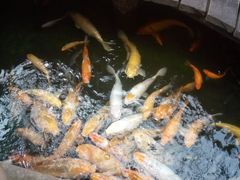 -上海大自然野生昆虫馆(东方明珠·爬宠昆虫探索中心)