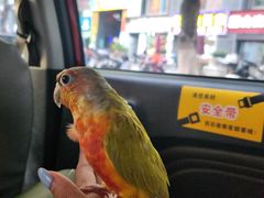 -立德动物医院·异宠·CT·鹦鹉(天河店)