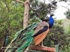 -燕塞湖鸟语林景区