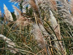 -春花秋色城市公园