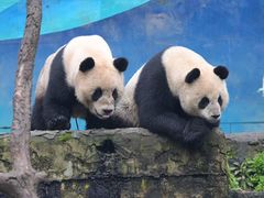 -中国大熊猫保护研究中心雅安碧峰峡基地