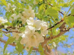 -海棠花溪(元大都城垣遗址公园)