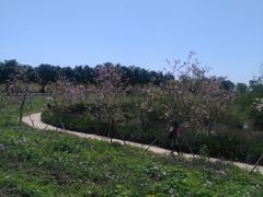 -天适樱花悠乐园