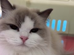 -乖乖宠物医院·猫科·急重症中心(车站北路分院)
