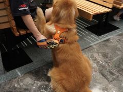 -Shake Shack(南山万象天地店)