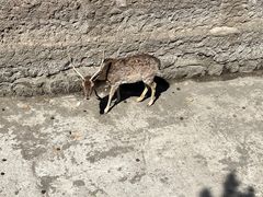 -齐齐哈尔龙沙动植物园