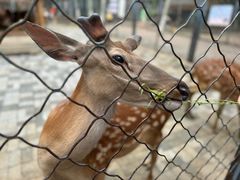 -长白岛森林公园