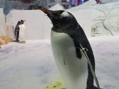 -芜湖新华联大白鲸海洋公园