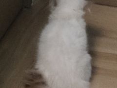 -四月宠物医院·猫专科·心脏专科·内科(转塘店)