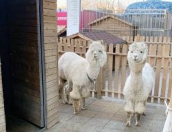 -萌宠亲子动物乐园(槐房万达店)