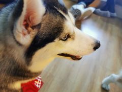 -Husky Go! 哈士奇体验馆·宠物咖啡厅狗咖