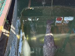 -蓝湾碧波·老字号·疍家非遗海上餐厅