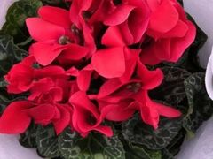 -中环花鸟鱼虫市场