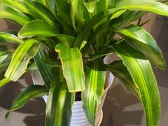 -峨嵋酒家(牡丹园店)