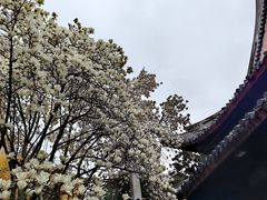-龙华寺
