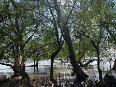 -宝安西湾红树林湿地公园